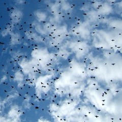 "Rondini" (an anti-war piece)