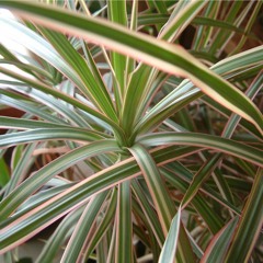 OuvidoChão - Plantwave Baixo e Percussão