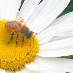 praise the bee