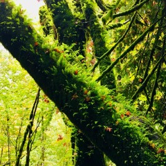 Rainforest