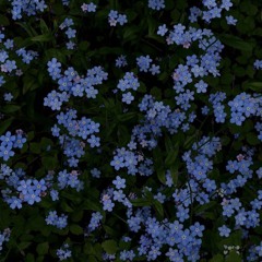 forget-me-not (chaos)