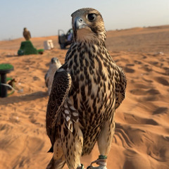 عبد العزيز العليوي ، إهداء إلى الوالد محمد بن علي بن لسود الكبيسي مالك مربط لجميل