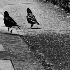 Litmus Test (Original)