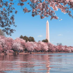 Best Unusual Things To Do In Washington Dc Tours Reviews