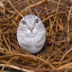 egg