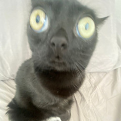 (luna-clinton.shorter)