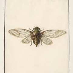 Songs To Cicadas