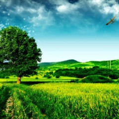 Forest Drive West news background music DOWNLOAD