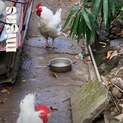 yung_womb & Jaxx TMS at migas 16.01.26