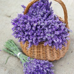 lavender