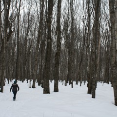Solitude Illusion