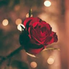 Beautiful Red Rose Of Life (2024)