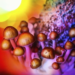 Psilocybin