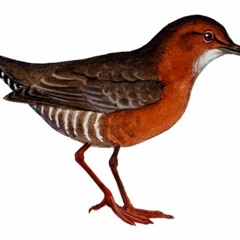 HIKUINA(Night bird)2020
