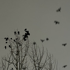 데이먼스 이어 - Auburn