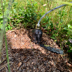 Geophone Recording od Wood Anthill; Northern Sweden