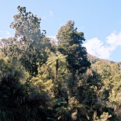 New Zealand - The Demon Trail - Birds And Insects #3