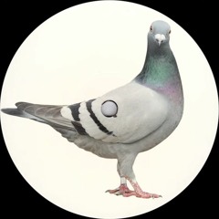 Pigeon Skank