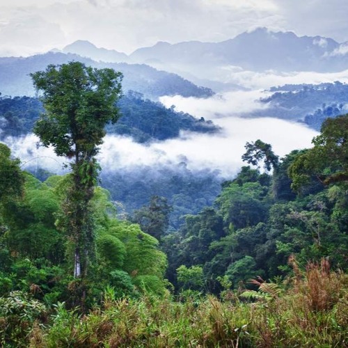 Ecuador Soundscape