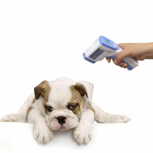 Stream episode How to Measure Your Dog's Temperature by Dogcast by