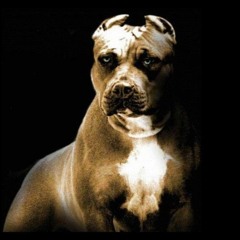 Armani - Stop Barkin (lukifer Diss)