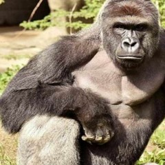 harambe