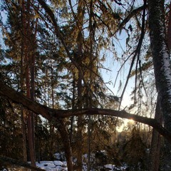 Trees cracking in the cold (-25 degrees C)