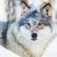 Spirit Animal Guide Meditation