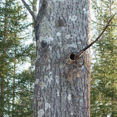 Grey-headed Woodpeckers at home