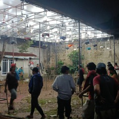 Masteran Ciblek Gunung 4 Variasi Suara.mp3