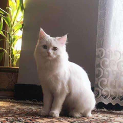 Ocean blue eyes… (my friends cat is the pfp)