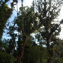 Bosque Nebuloso Mesoaméricano