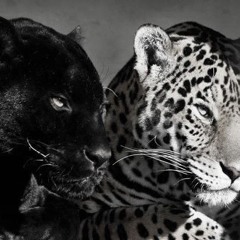 hot / badass edit audios