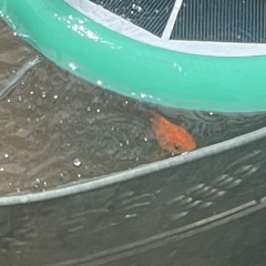 Rudimental techno disco