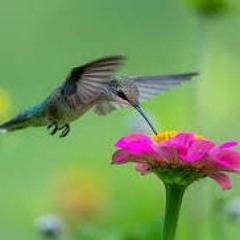 hummingbird's garden  (ft Monica Zetterlund)