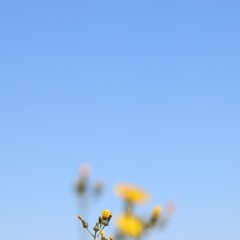 How to Celebrate Success Without Ego - Q&A with Soryu Forall