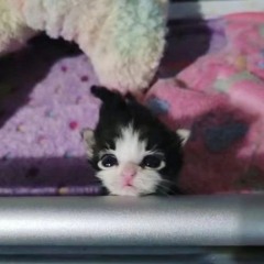 Матушка Hardstyle +speedup