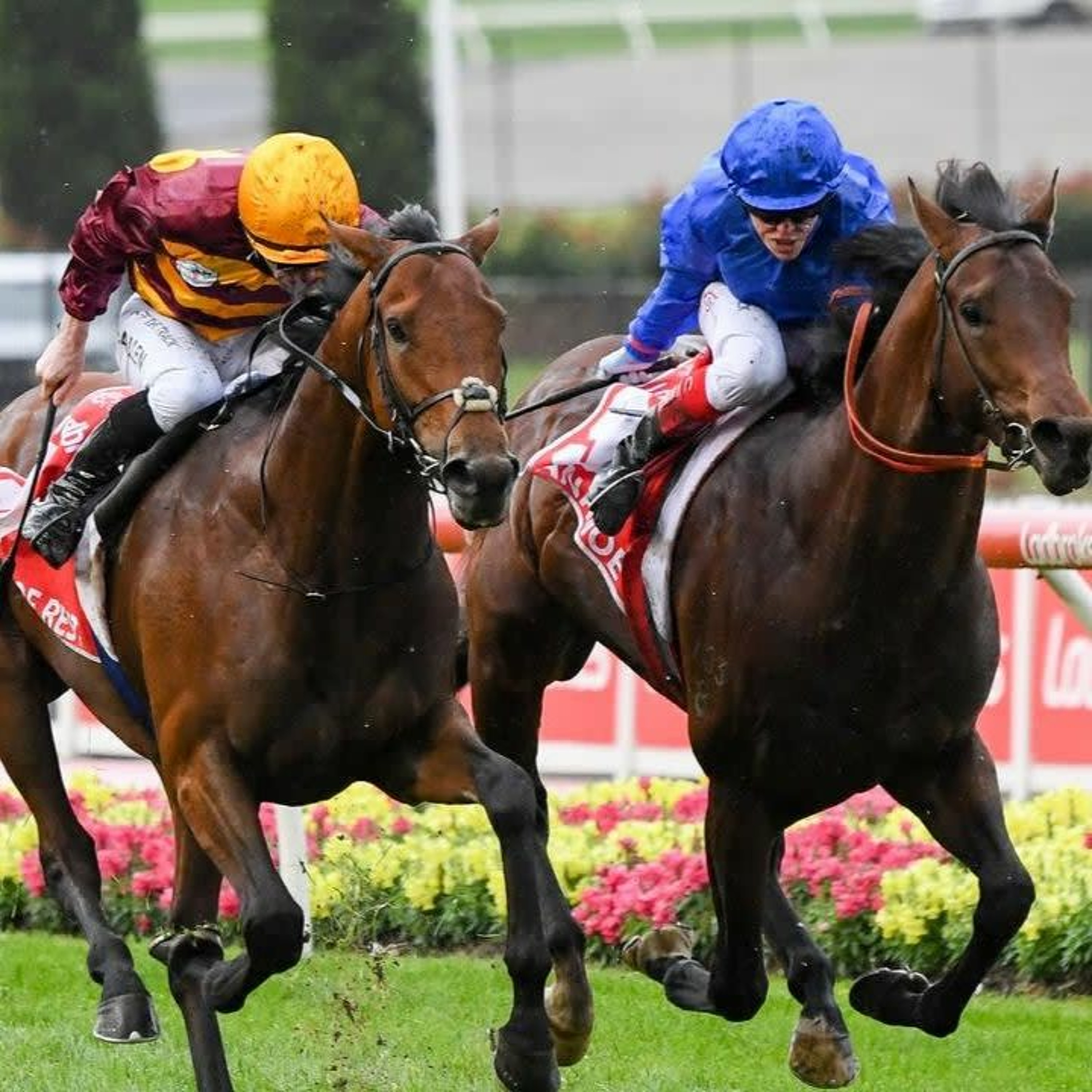 Cox Plate Day Review