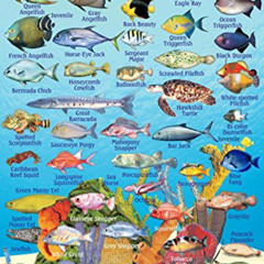 download KINDLE 📒 Aruba Reef Creatures Guide Franko Maps Laminated Fish Card 4" x 6"