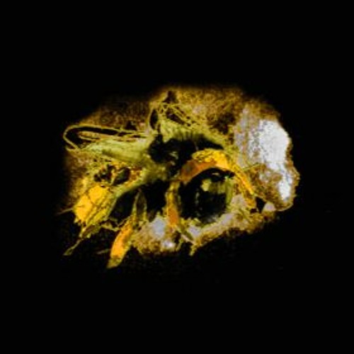 Le Murmure du Bombus