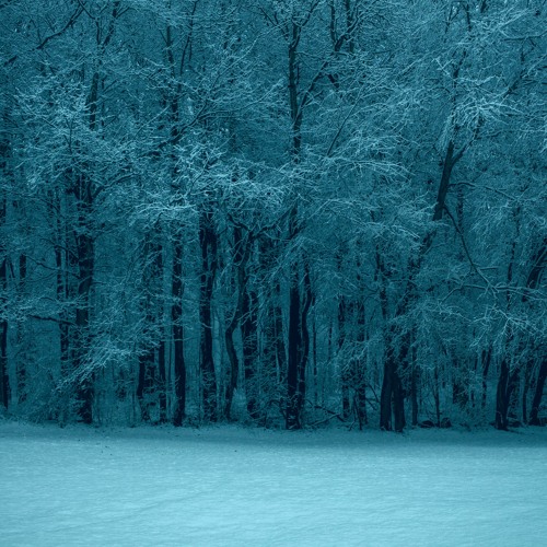 Winter Willow