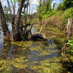 Born On The Bayou (Creedence Clearwater Revival)