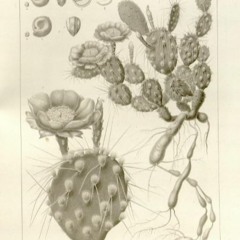 HK_Fantaisies_tracks_203