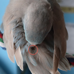 Pinfeather