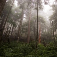 The Forest