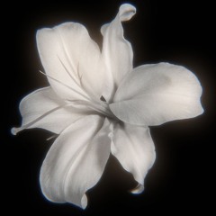 petals