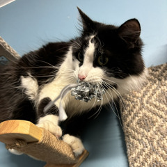 My Cat Pepe (eternall)