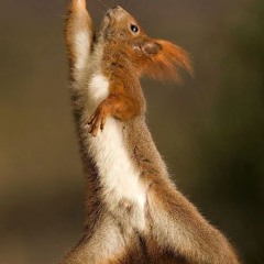 Dance of the squirrels