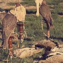 ‎⁨يالله بخربن كن عيني تشوفه⁩