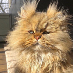 No Cat In Da House (Original Version)